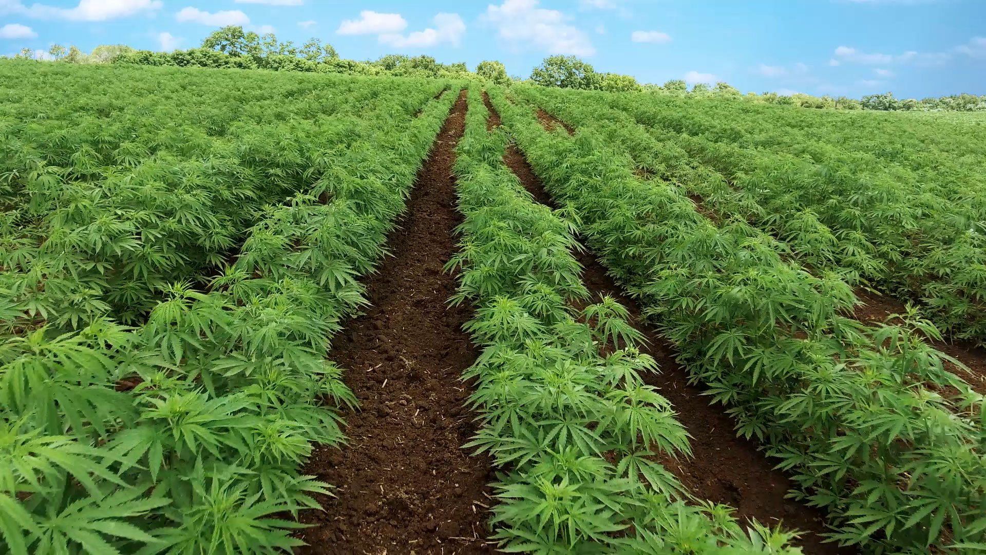 плантация марихуаны