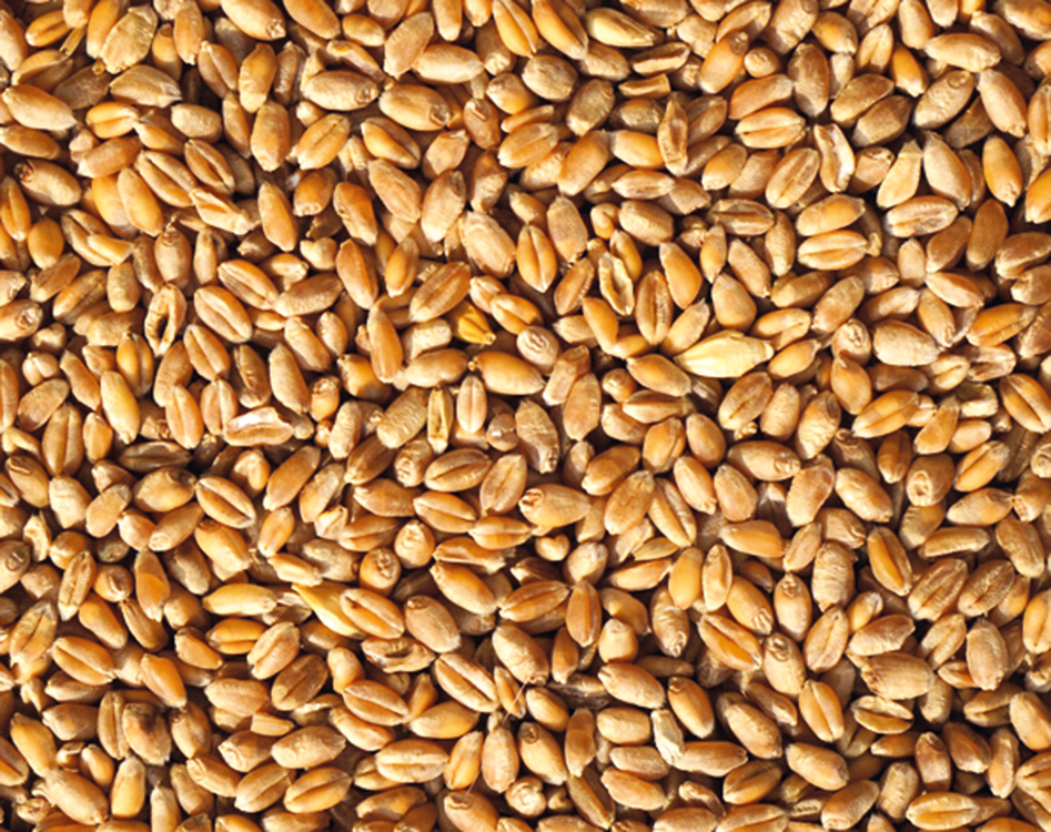 С 15 февраля в РФ вводится квота на экспорт зерна