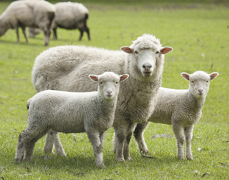 Минсельхоз России разработал ветеринарные правила содержания овец и коз
