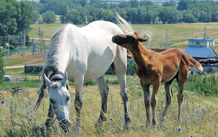 В Башкортостане намерены создать институт по изучению башкирской лошади