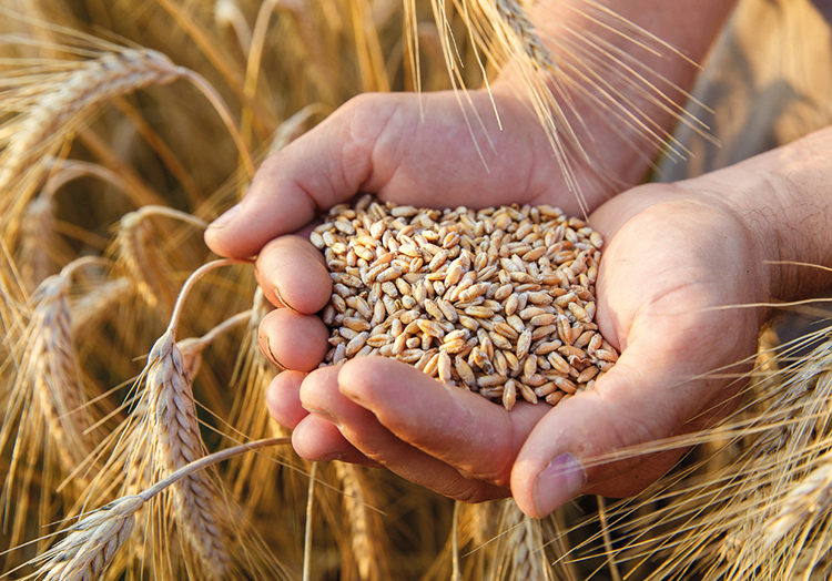 Потери зерна в России могут составить до 15% от урожая