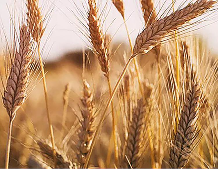 новый сорт пшеницы