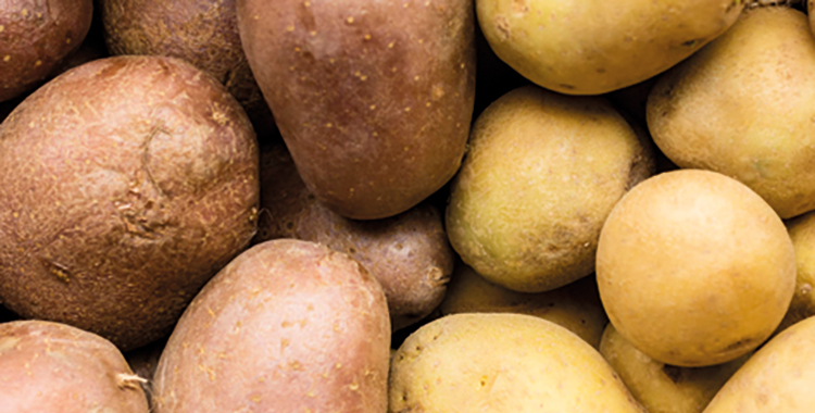 В России на 18 % увеличился сбор картофеля