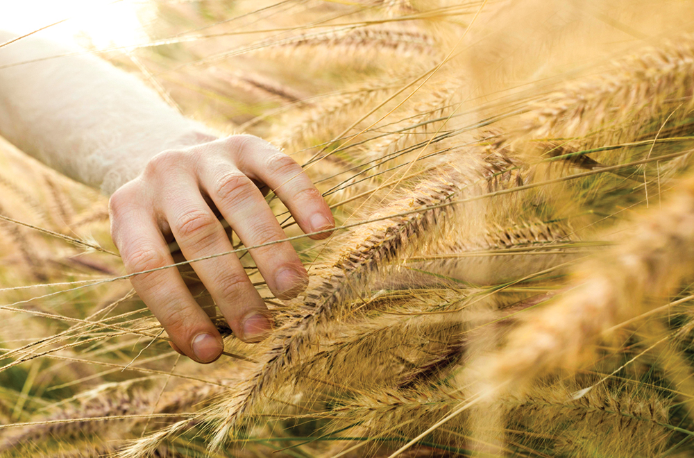 Около 74 % районов с озимой пшеницей в США находятся в сильной засухе
