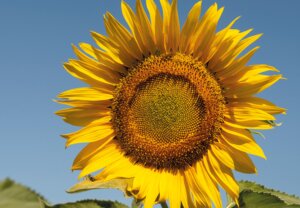 Динамика производства сливочного масла в россии 2020. Главные производители подсолнечника. Пчела на подсолнухе. Подсолнечное поле. Посевные площади подсолнечника 2021.